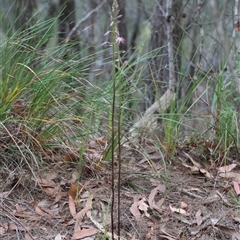 Dipodium variegatum at Moruya, NSW - 22 Nov 2024