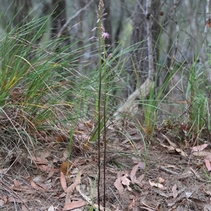 Dipodium variegatum at Moruya, NSW - 22 Nov 2024