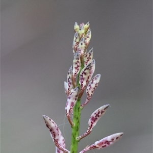 Dipodium variegatum at Moruya, NSW - 22 Nov 2024