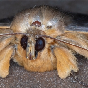 Dasypodia selenophora (Southern old lady moth) at Symonston, ACT by rawshorty