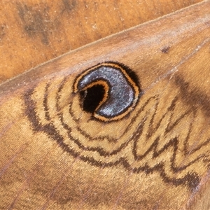 Dasypodia selenophora at Symonston, ACT - 24 Nov 2024