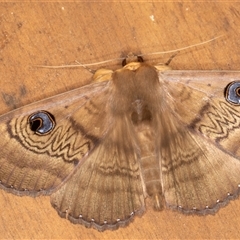 Dasypodia selenophora at Symonston, ACT - 24 Nov 2024