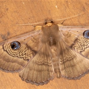 Dasypodia selenophora at Symonston, ACT - 24 Nov 2024