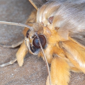 Dasypodia selenophora at Symonston, ACT - 24 Nov 2024