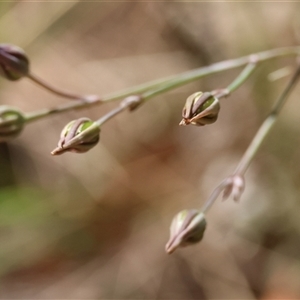 Thysanotus sp. at Moruya, NSW - suppressed