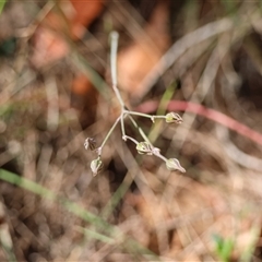 Thysanotus sp. at Moruya, NSW - suppressed