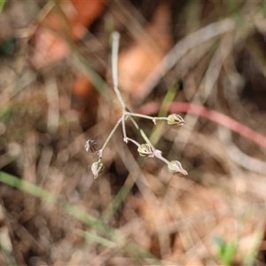 Thysanotus sp. at Moruya, NSW - suppressed