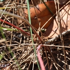 Thysanotus sp. at Moruya, NSW - suppressed