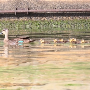 Anas superciliosa (Pacific Black Duck) at Parkes, ACT by MB