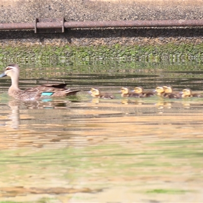 Anas superciliosa (Pacific Black Duck) at Parkes, ACT - 24 Nov 2024 by MB