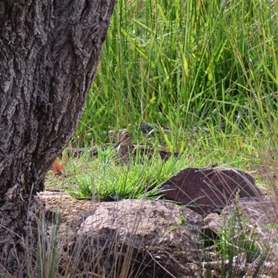 Gallinago hardwickii (Latham's Snipe) at Fyshwick, ACT - 24 Nov 2024 by MB