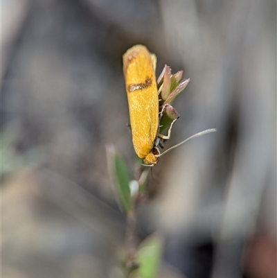 Plectobela undescribed species (A concealer moth (Wingia group)) at Denman Prospect, ACT - 24 Nov 2024 by Miranda