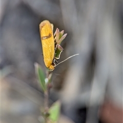 Plectobela undescribed species at Denman Prospect, ACT - 24 Nov 2024