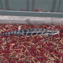 Tiliqua scincoides scincoides (Eastern Blue-tongue) at Richardson, ACT - 25 Nov 2024 by MB