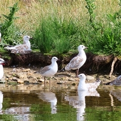 Chroicocephalus novaehollandiae (Silver Gull) at Acton, ACT - 25 Nov 2024 by MB