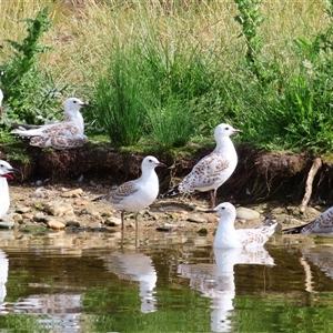 Chroicocephalus novaehollandiae (Silver Gull) at Acton, ACT by MB