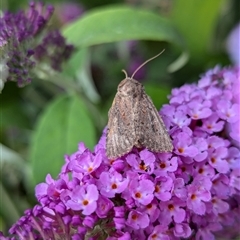 Agrotis munda at Holder, ACT - 24 Nov 2024 by Miranda