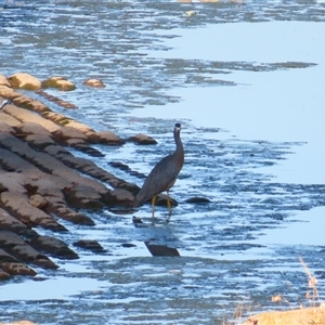 Egretta novaehollandiae at Calwell, ACT - 23 Nov 2024 07:08 AM