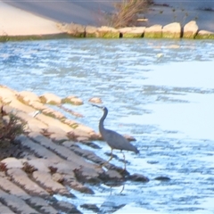 Egretta novaehollandiae at Calwell, ACT - 23 Nov 2024 07:08 AM