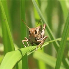 Acrididae sp. (family) (Unidentified Grasshopper) at Gibberagee, NSW - 27 Dec 2011 by Bungybird