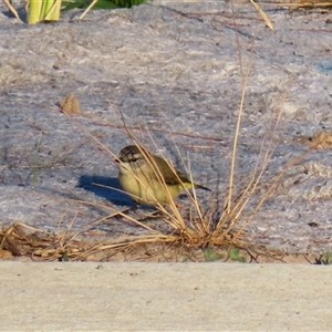 Acanthiza chrysorrhoa at Richardson, ACT - 23 Nov 2024