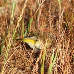 Acanthiza chrysorrhoa at Richardson, ACT - 23 Nov 2024