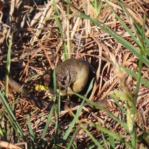 Acanthiza chrysorrhoa at Richardson, ACT - 23 Nov 2024