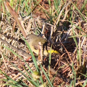 Acanthiza chrysorrhoa at Richardson, ACT - 23 Nov 2024