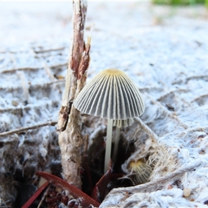 Coprinellus etc. at Richardson, ACT - 23 Nov 2024 06:53 AM