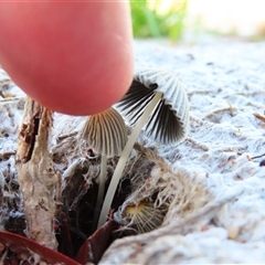 Coprinellus etc. at Richardson, ACT - 23 Nov 2024 06:53 AM