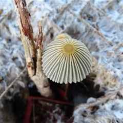 Coprinellus etc. at Richardson, ACT - 23 Nov 2024 06:53 AM