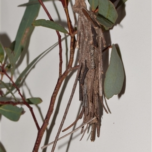 Metura elongatus (Saunders' case moth) at Jerrabomberra, NSW by DianneClarke