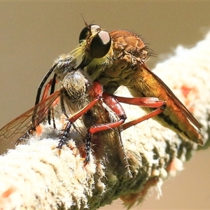 Asilinae sp. (subfamily) at Gibberagee, NSW by Bungybird