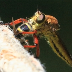 Colepia ingloria (A robber fly) at Gibberagee, NSW - 30 Jan 2015 by Bungybird