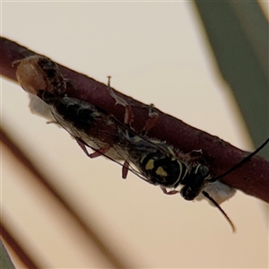 Aeolothynnus sp. (genus) at Russell, ACT - 21 Nov 2024