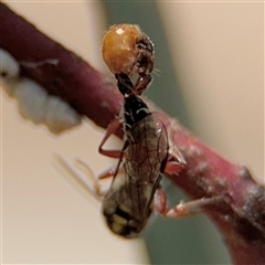 Aeolothynnus sp. (genus) at Russell, ACT - 21 Nov 2024