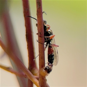 Aeolothynnus sp. (genus) at Russell, ACT - 21 Nov 2024