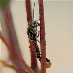 Aeolothynnus sp. (genus) at Russell, ACT - 21 Nov 2024