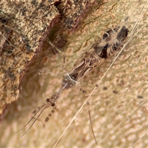 Stenolemus sp. (genus) at Russell, ACT - 21 Nov 2024