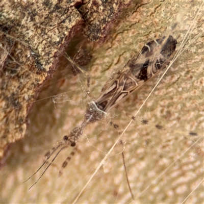 Stenolemus sp. (genus) (Thread-legged assassin bug) at Russell, ACT - 21 Nov 2024 by Hejor1