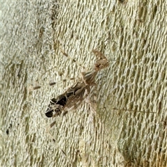 Stenolemus sp. (genus) at Russell, ACT - 21 Nov 2024