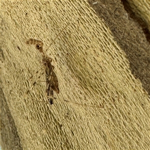 Stenolemus sp. (genus) at Russell, ACT - 21 Nov 2024