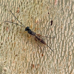 Ichneumonoidea (Superfamily) (A species of parasitic wasp) at Russell, ACT - 21 Nov 2024 by Hejor1