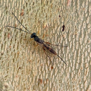 Ichneumonoidea (Superfamily) (A species of parasitic wasp) at Russell, ACT by Hejor1