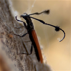 Tropis paradoxa (Longicorn beetle) at Russell, ACT - 21 Nov 2024 by Hejor1