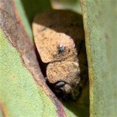 Trachymela sp. (genus) at Russell, ACT - 21 Nov 2024