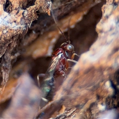 Braconidae (family) at Russell, ACT - 21 Nov 2024 by Hejor1