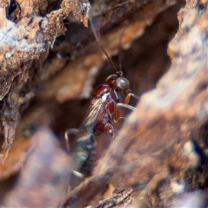 Ichneumonoidea (Superfamily) (A species of parasitic wasp) at Russell, ACT by Hejor1