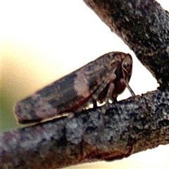 Eurymeloides adspersa (Gumtree hopper) at Barton, ACT - 21 Nov 2024 by Hejor1