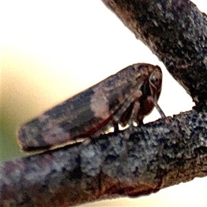 Eurymeloides adspersa (Gumtree hopper) at Barton, ACT by Hejor1